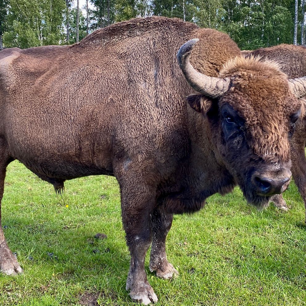3 frågor om: Visenten – så är den europeiska bisonoxen som snart kan gå ...