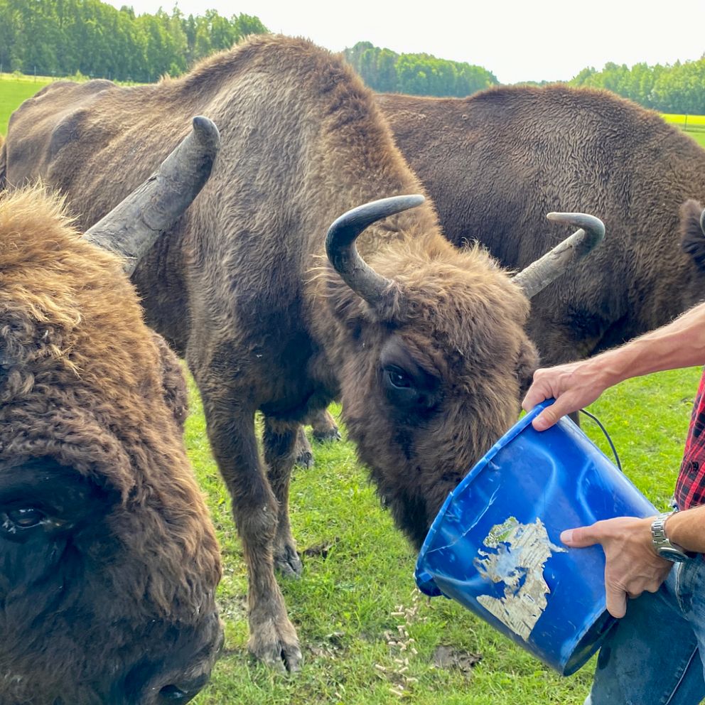3 frågor om: Visenten – så är den europeiska bisonoxen som snart kan gå ...