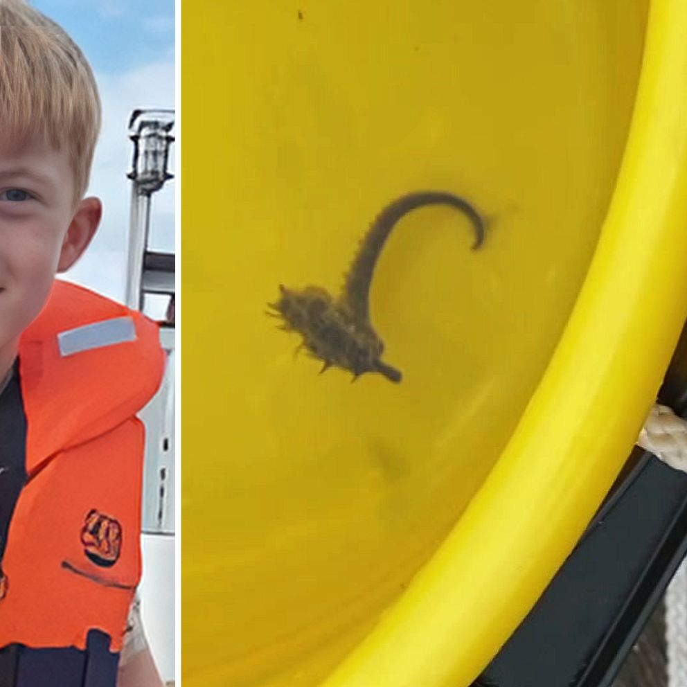 En sexårig kille med flytväst och håller i en krabba och en bild på en gul hink med en sjöhäst i.