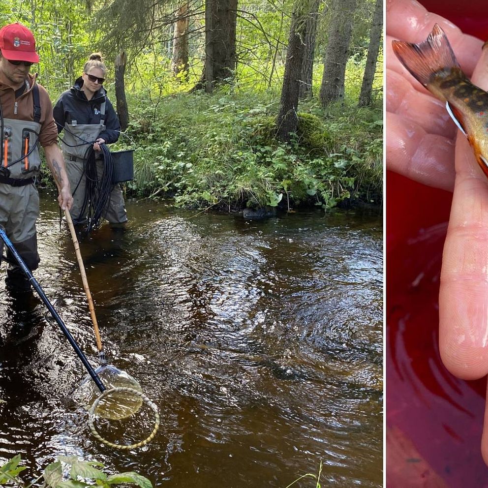 Delad bild, dels på man och kvinna som elfiskar i vattendrag, dels på två små fiskar.