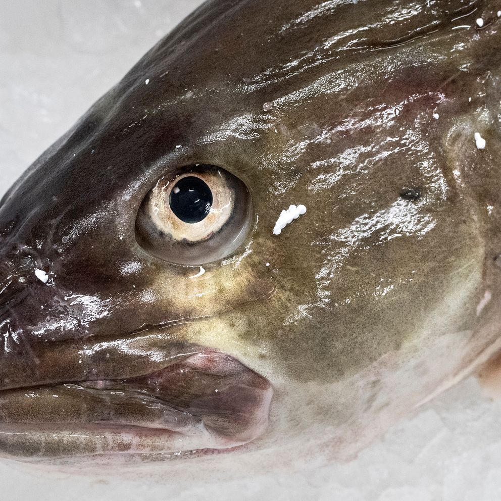 Bild på en fisk. Torsk.