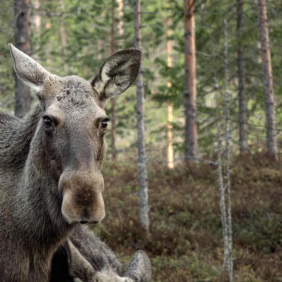 Älg fotograferad i skog, tittar mot kameran.