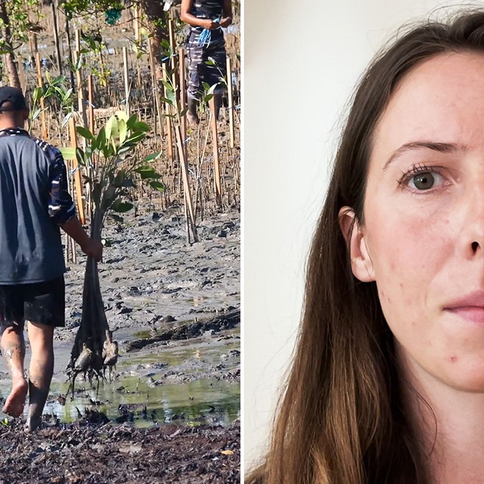 Montage med porträtt av forskaren Sara Löfqvist och en man som planterar träd