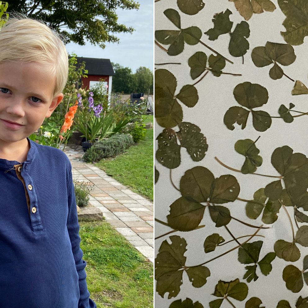 Gustaf Lindelöf Gottberg från Eslöv har ett stort naturintresse. Han har blivit expert på att hitta fyrklöver och andra ovanliga klöversorter.
