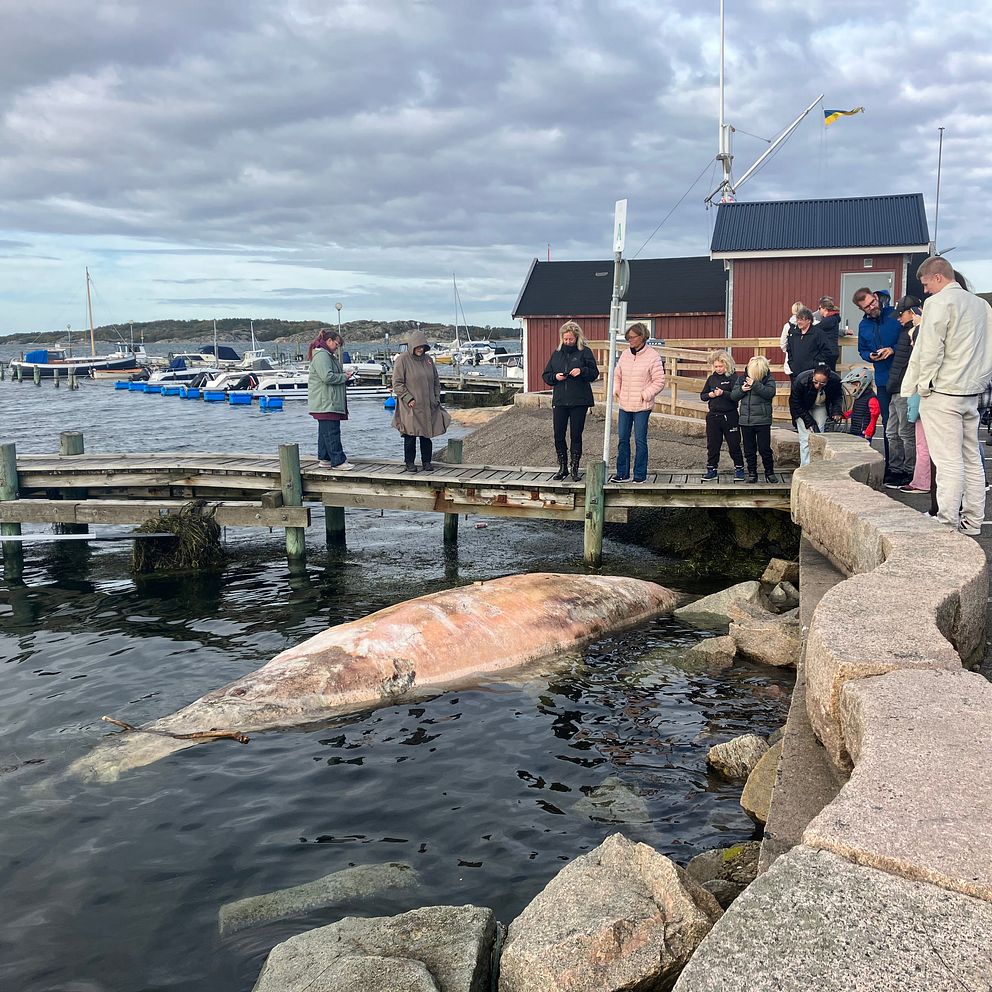 En fem meter lång späckhuggare syns ha flutit iland i Billdal, runt den står människor och tittar på den.