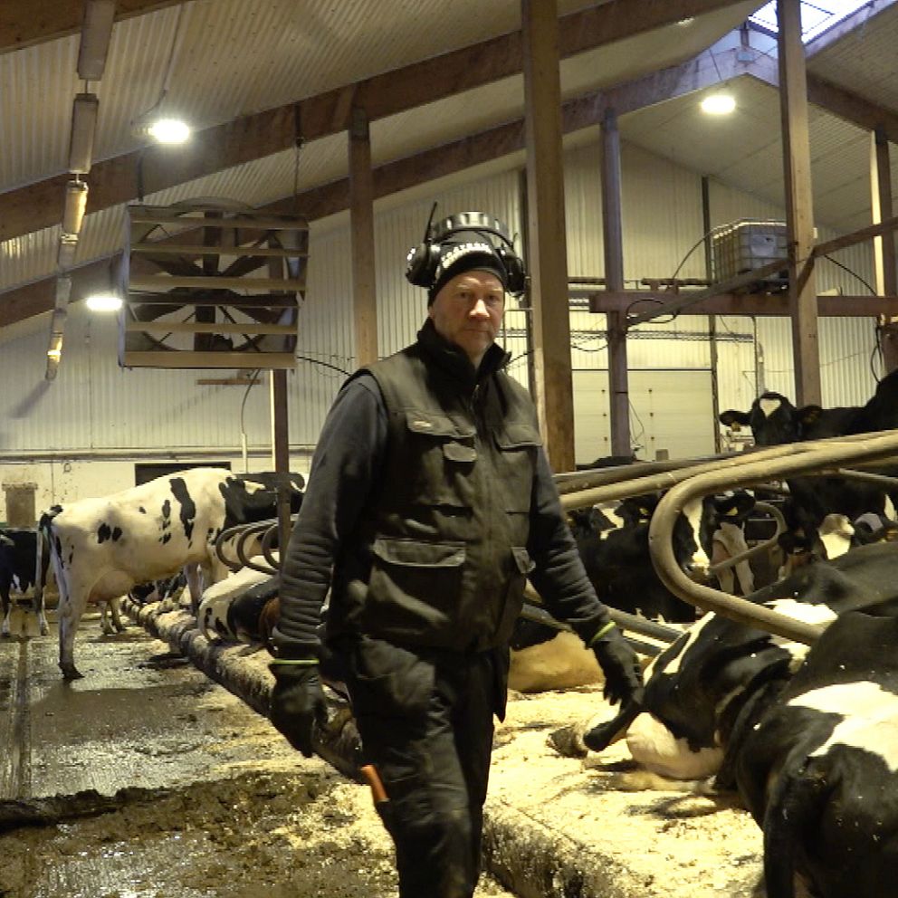 En man i arbetskläder går genom en ladugård där flera kor står i rader. Stället har tak av trä och bakgrunden visar en anläggning för mjölkning. Golvet är blött och smutsigt, vilket tyder på en aktiv miljö i en mjölkgård.