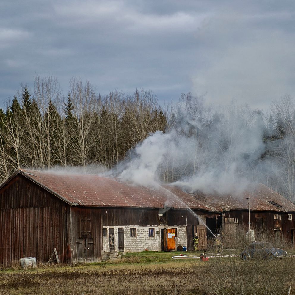 En ladugård som ryker från taket, en brandman sprutar vatten mot röken.
