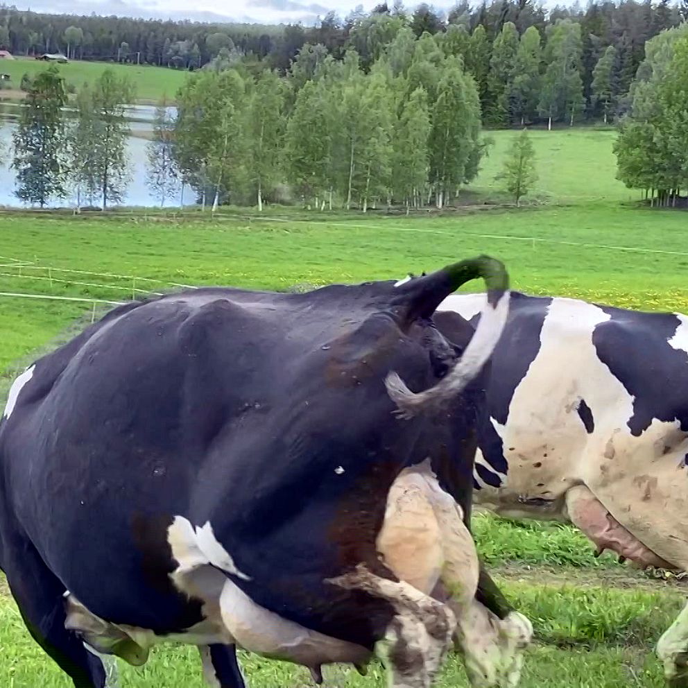 Kossor i Svensbyn som sparkar bakut när de släpps fria.