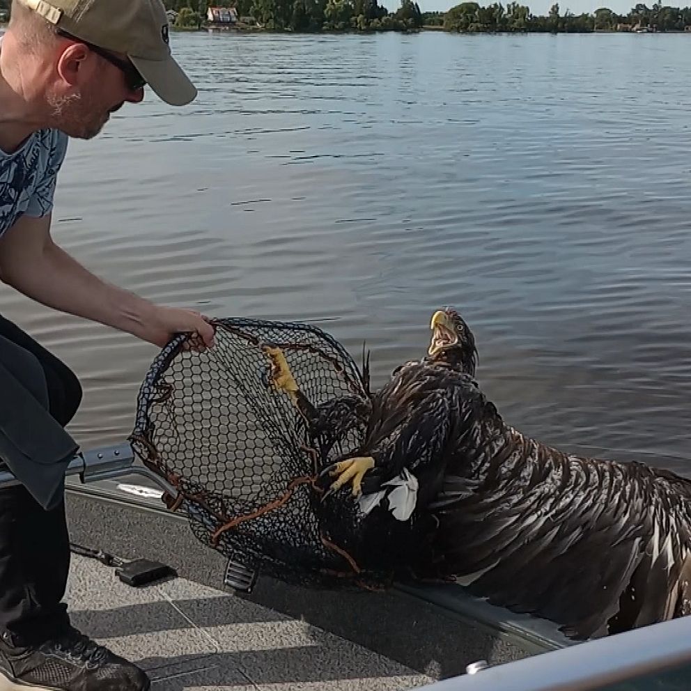 Man som tar upp en havsörn med en håv.