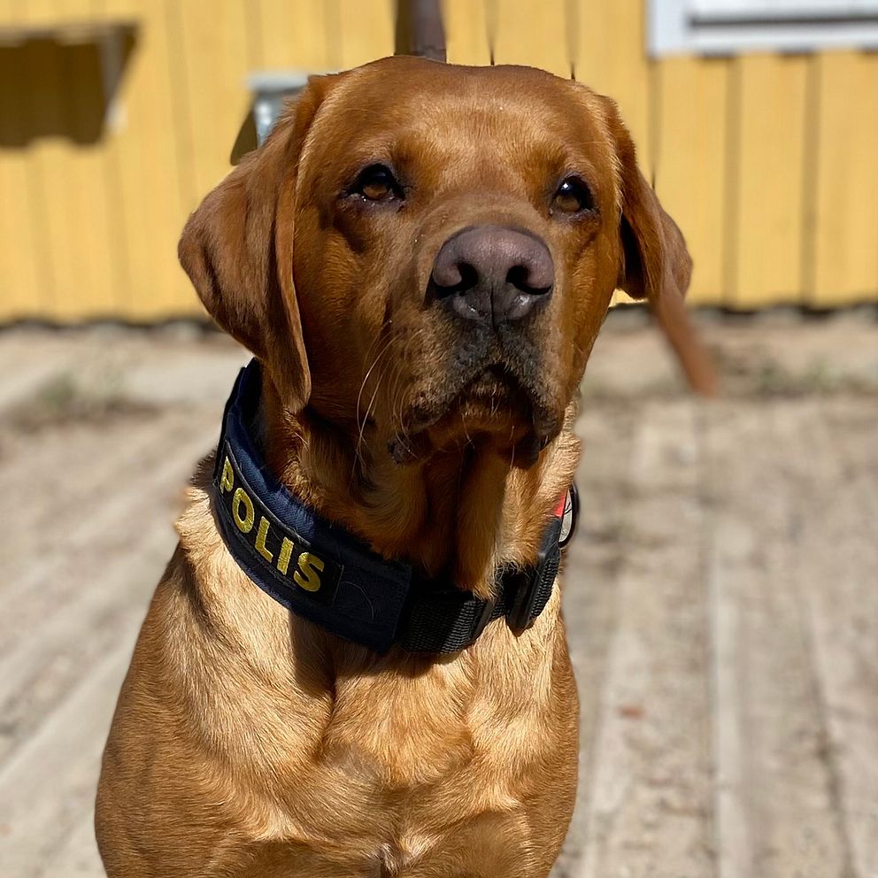 närbild på en rödbrun labrador framför ett gult hus, och text med hundens namn och tjänst: Hjalmar, kriminalsökhund