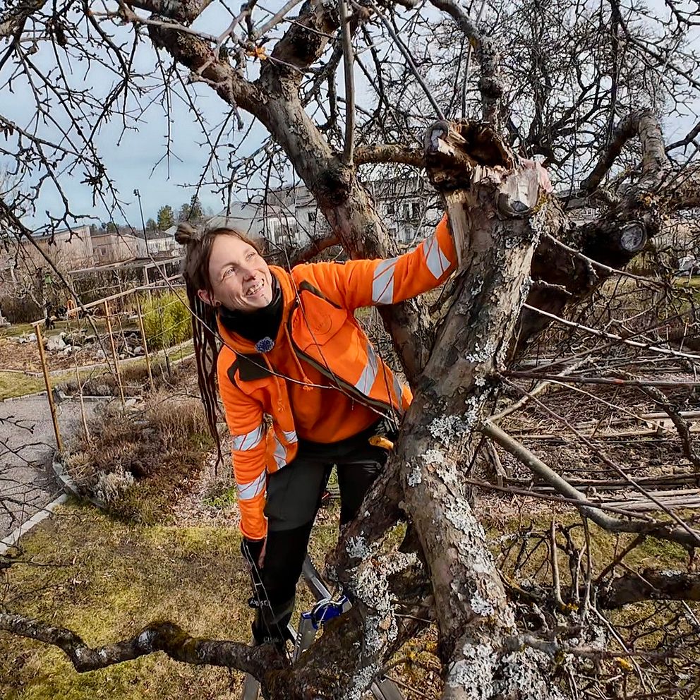 Person i orange jacka beskär ett träd i trädgården.