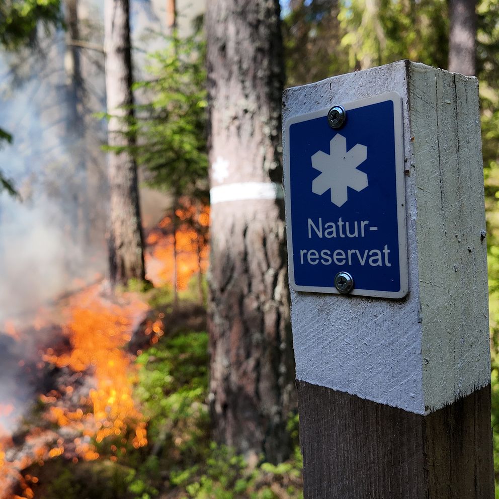 I bakgrunden en skogsbrand i förgrunden en naturreservatskylt