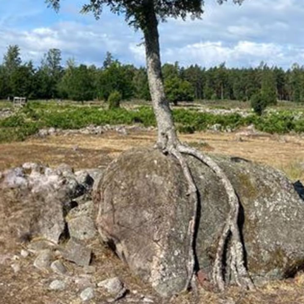 Knasigaste träden har utsetts efter fotobidrag från allmänheten.