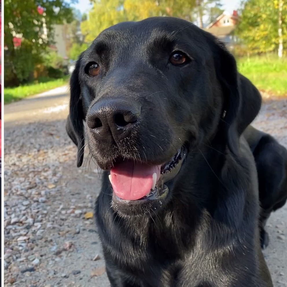 En delad bild med en docka till vänster som ser lite otäck ut med stora, vassa tänder och så till höger den helsvarta jaktlabradoren Lisa som ligger på en grusväg.