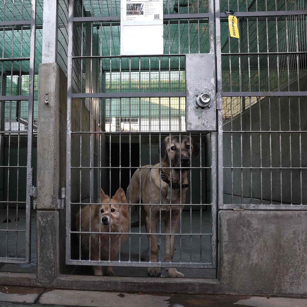Tre hundar sitter i en hundbur på ett djurhem. Den vänstra hunden är en stor brun schäfer. Burarna är stängda.