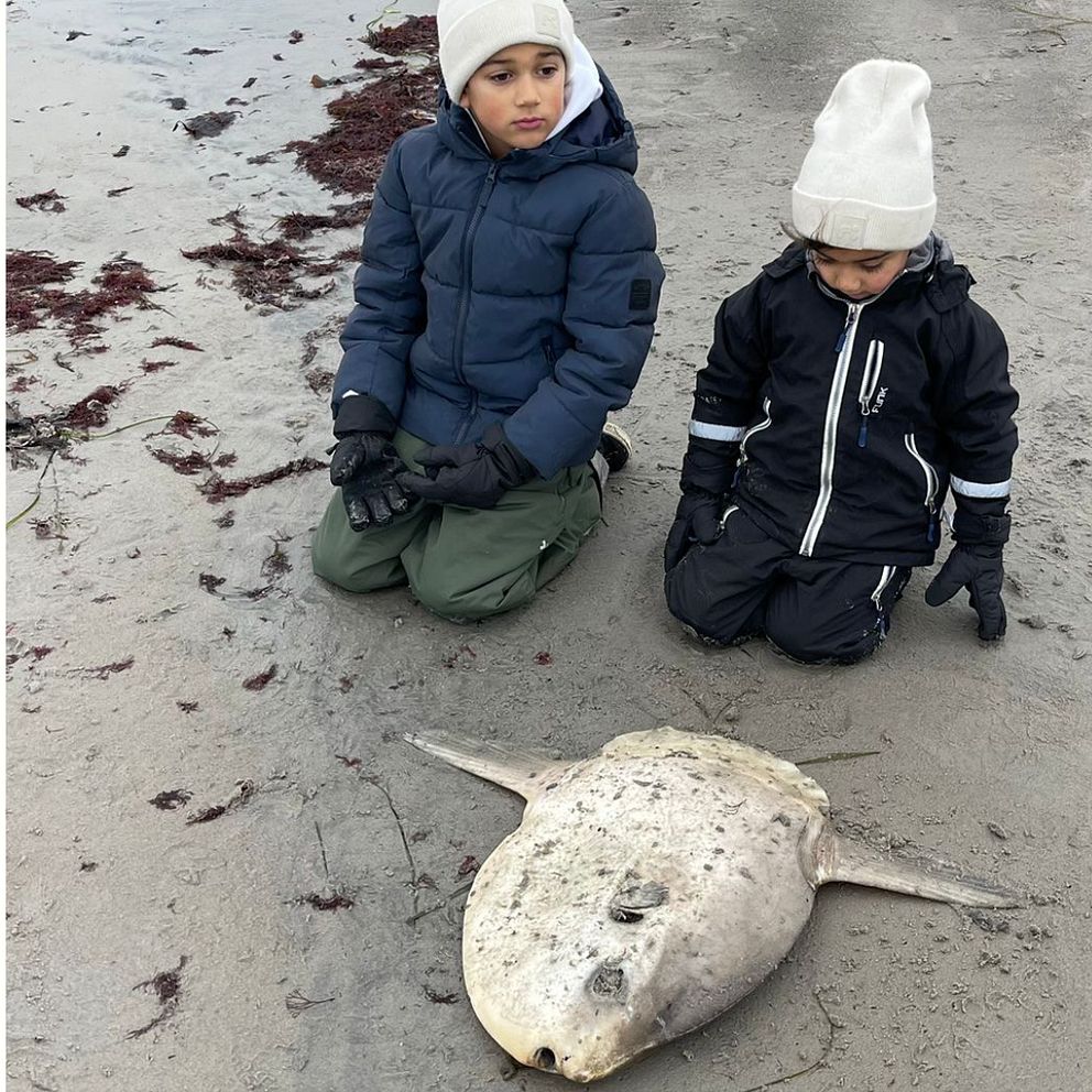 Två pojkar sitter framför en klumpfisk som sköljts upp på stranden i Viken.