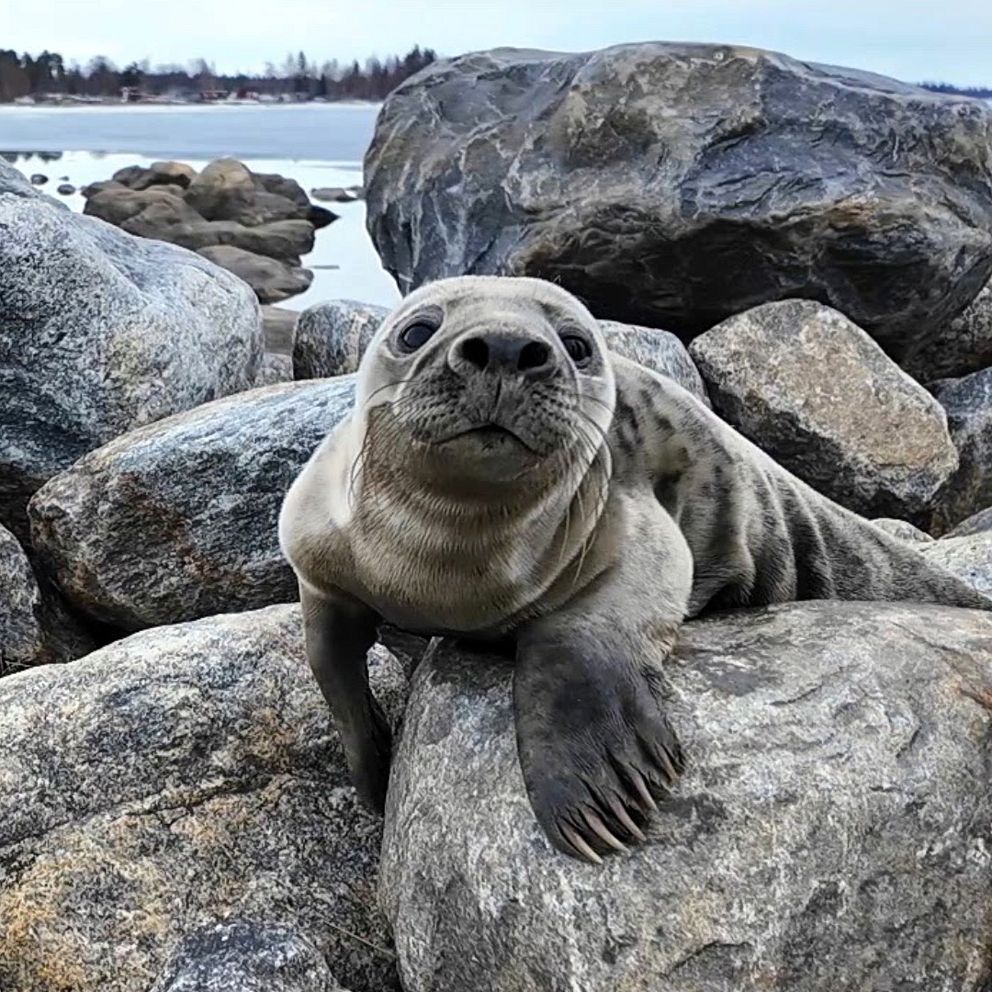 Tvåbild: Två personer som bär en säck och bild på sälkuten Tord.