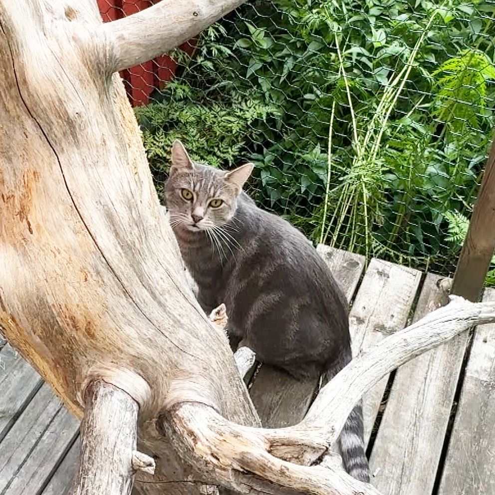 Katt bakom träd