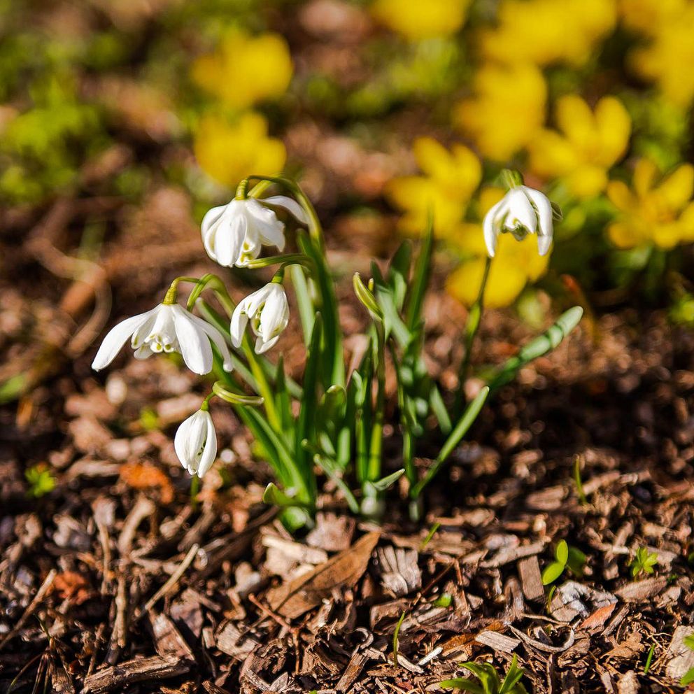 Meteorologen Deana Bajic och blomman snödroppe
