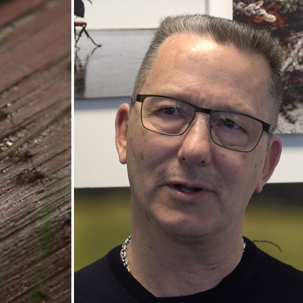 bild på myror och skadedjursexpertern Kenneth Nordström från Anticimex