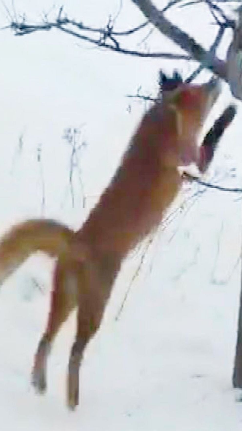 Tvådelad bild. Vänster: Räv hoppar vid träd i snölandskap. Höger: Ekorrar sitter i träd.