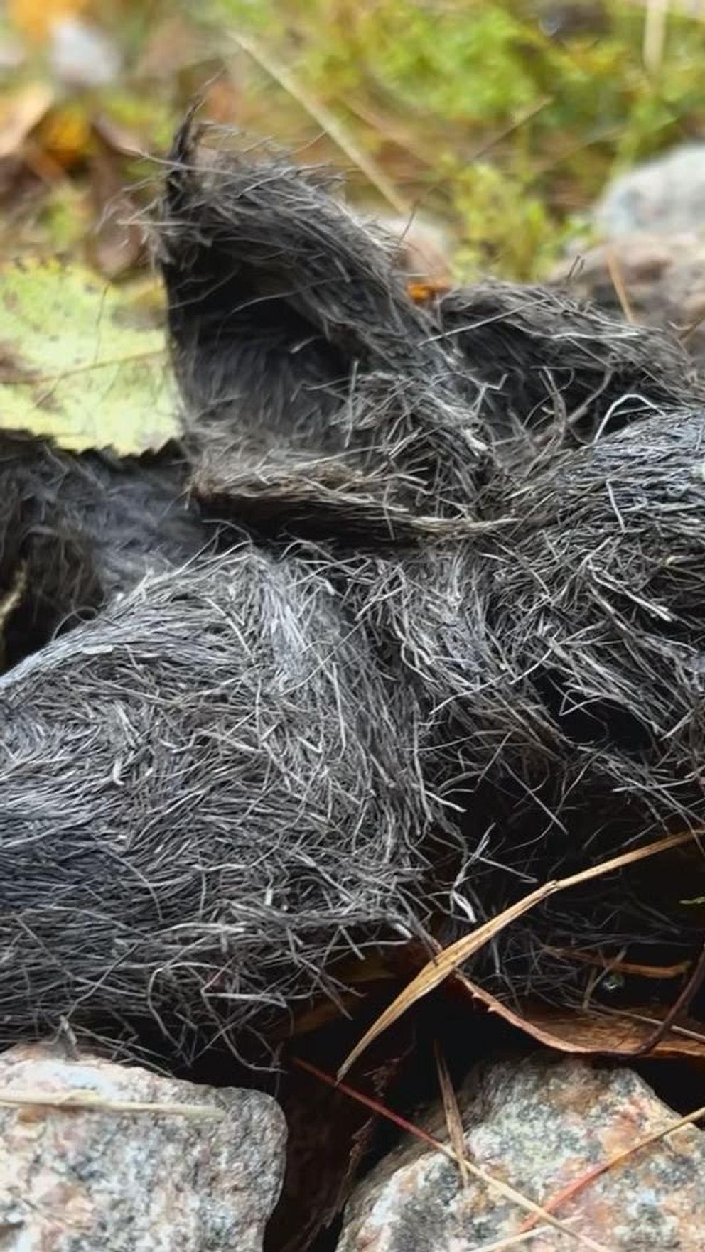Vargspillning på skogsmark bland löv och stenar