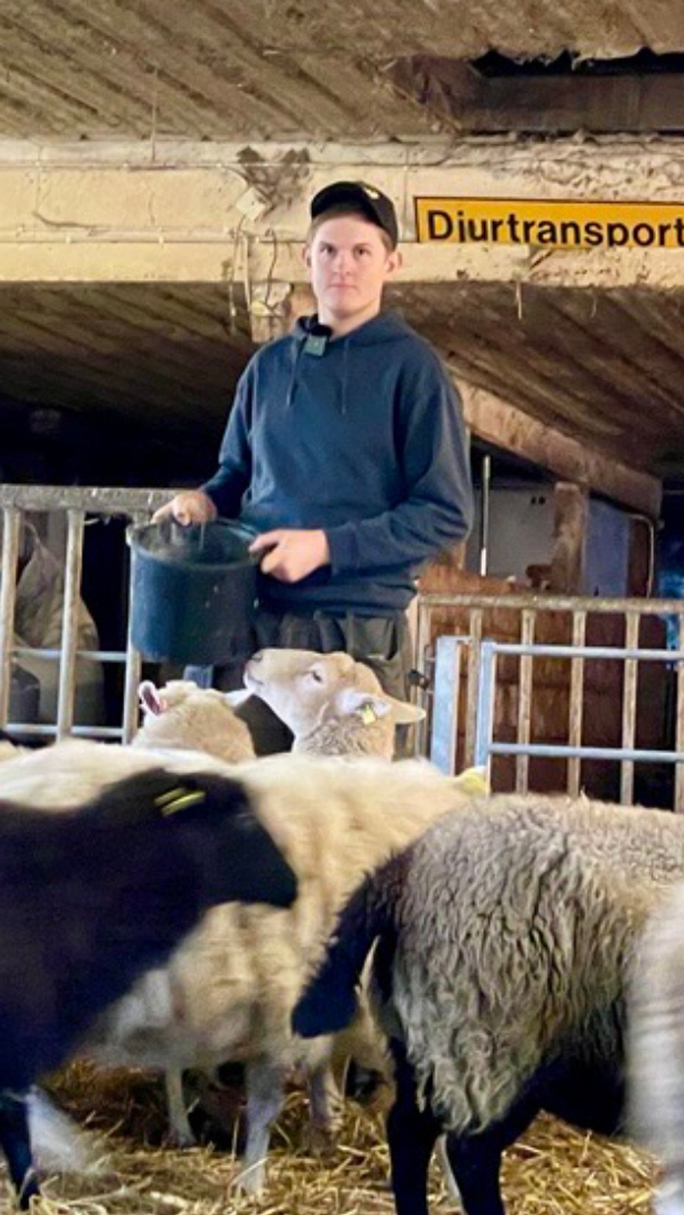 Axel Håkansson står i fårhage med flera får omkring sig.