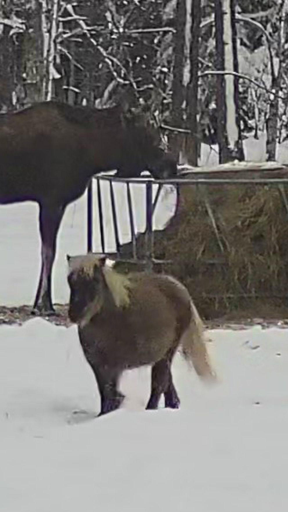 Älg äter hästarnas mat vid en höbal i en snöig hage, häst syns i förgrunden.