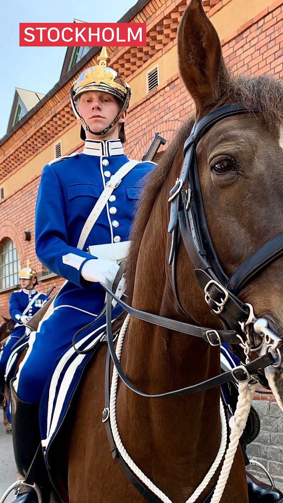 Sigge Gustavsson i blåa kläder och gyllene hjälm på en brun häst.