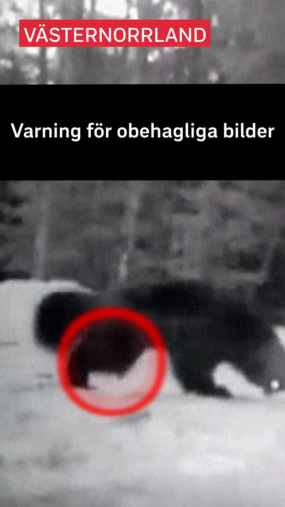 En suddig svartvit bild av en järv på snön, där en del av björnen är markerad med en röd cirkel. Texten ovanför varnar för obehagliga bilder.