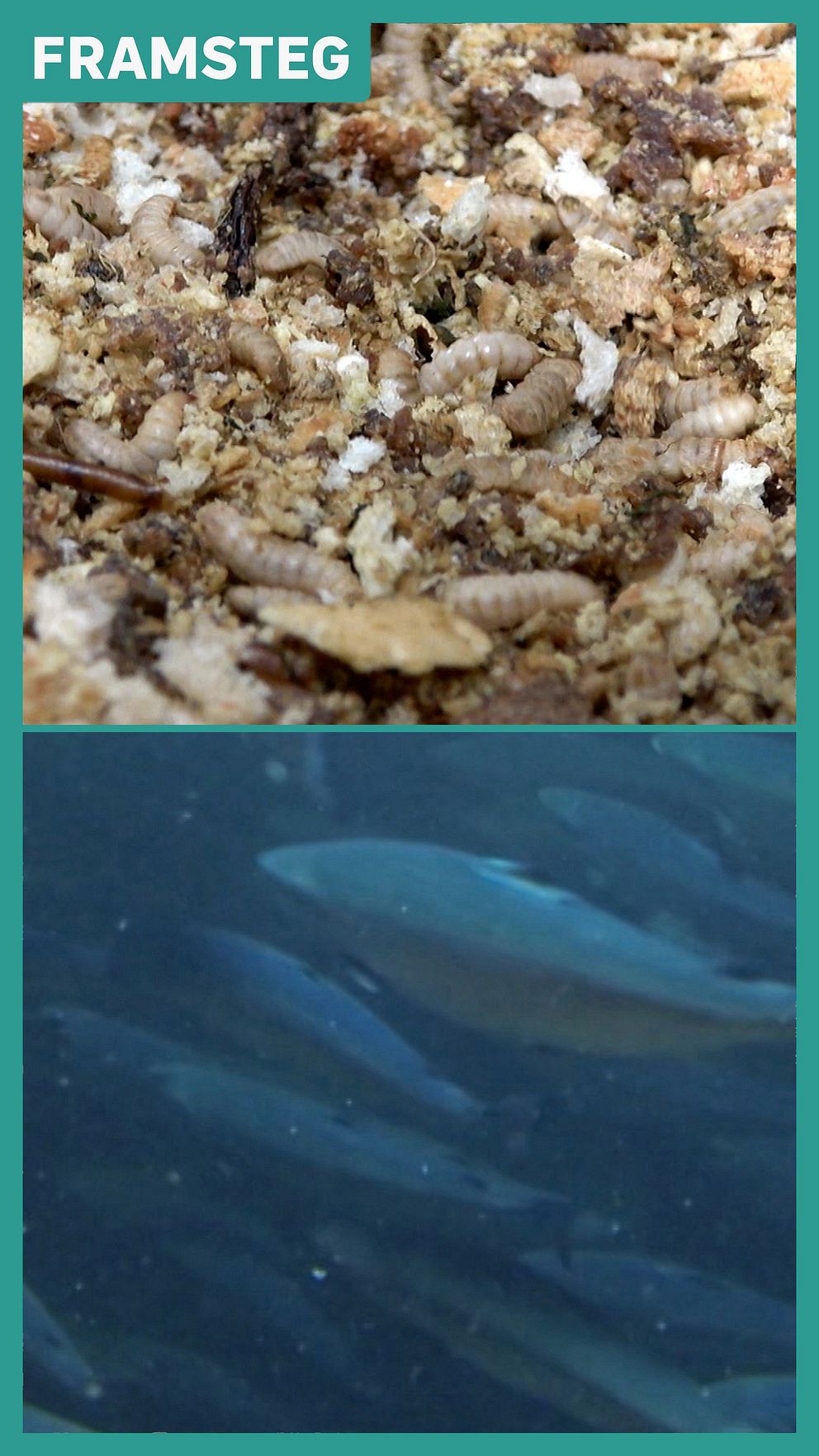 Larver uppfödda på matsvinn och fiskar som ska matas med hållbart foder i Boden.