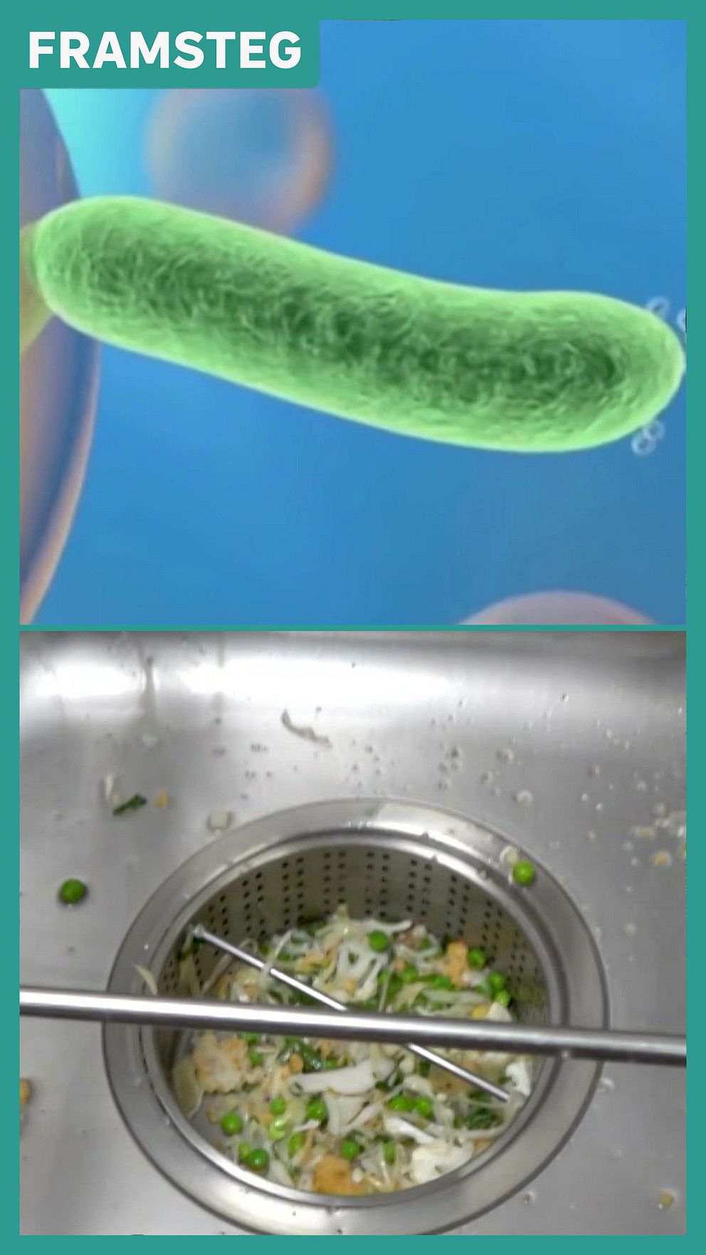 Fettätande bakterie och matrester från förskolebarn i skolköksavlopp.