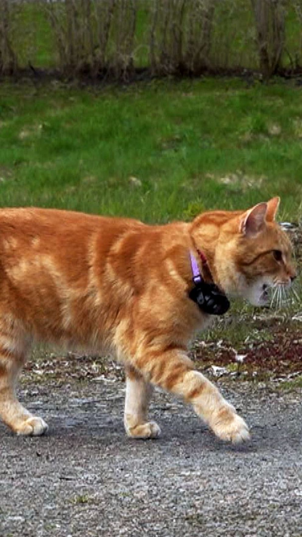 Till vänster syns Luffar-Lasse promenera. Till höger syns en bild på Luffar-Lasses tassar när han springer över en trafikerad väg som har tagits när han har burit på en kamera.