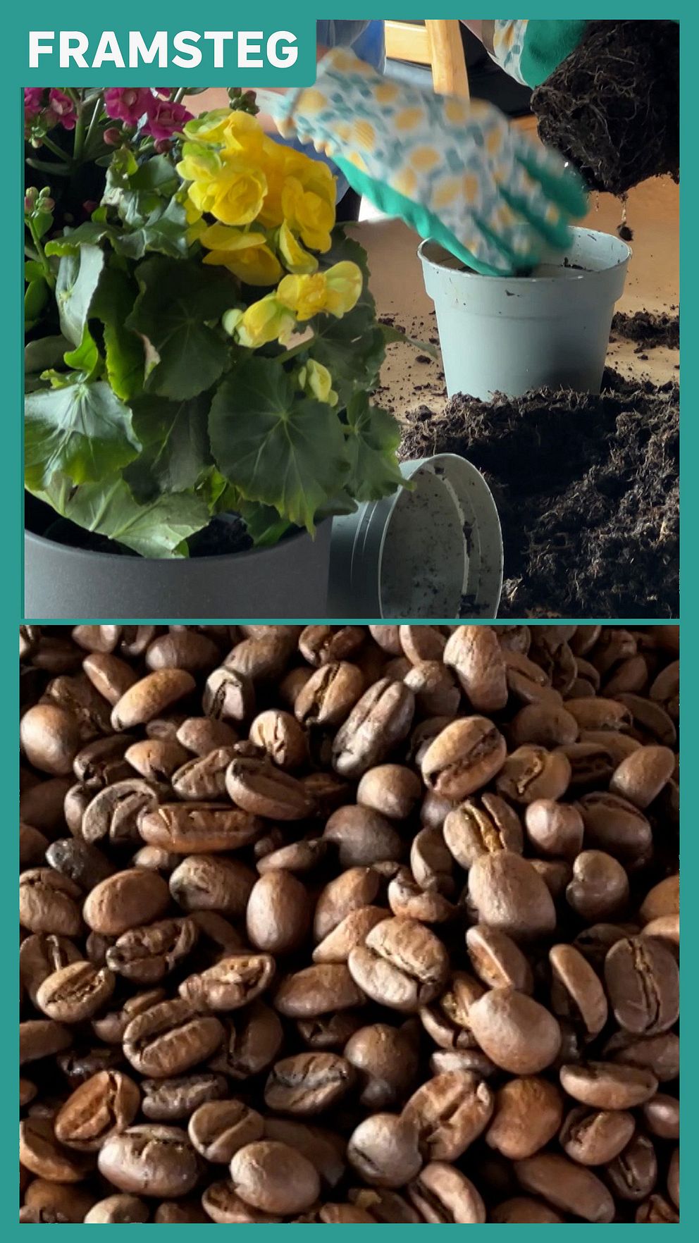 Kaffebönor och krukväxter planteras med jord från kafferostning i pilotförsök.