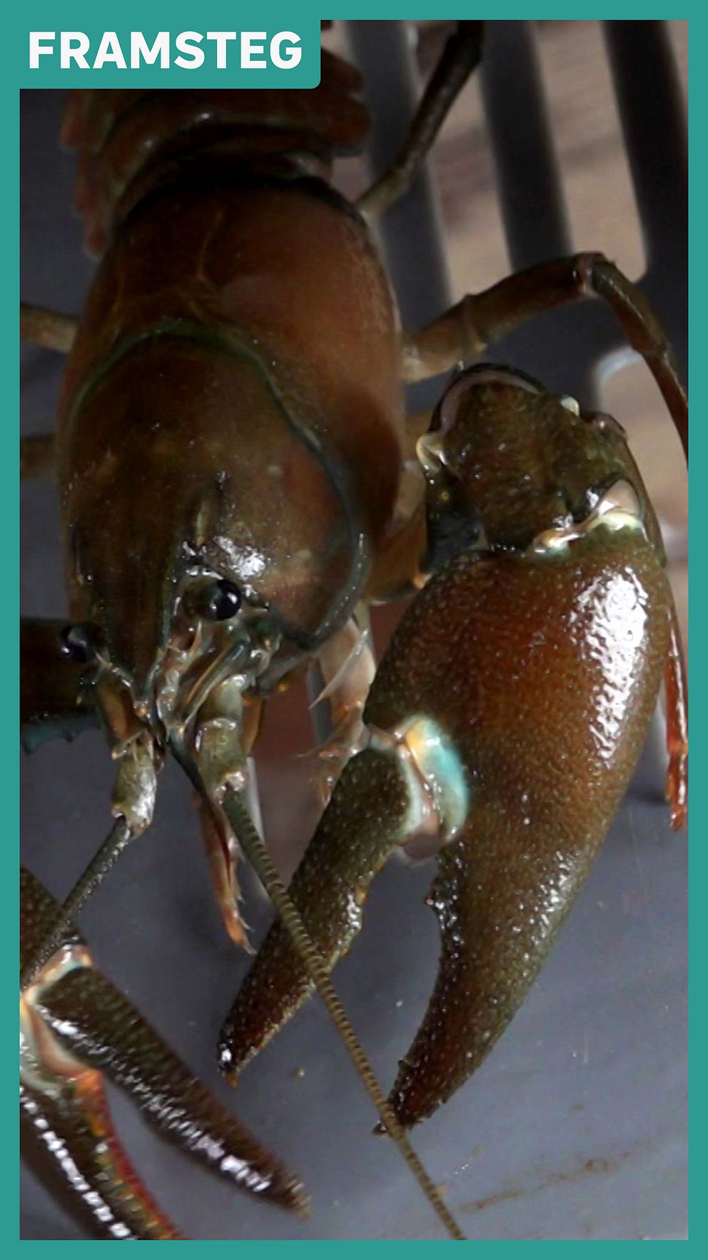 Närbild på en flodkräfta, hotad av kräftpest i älven Ljungan i Västernorrland.