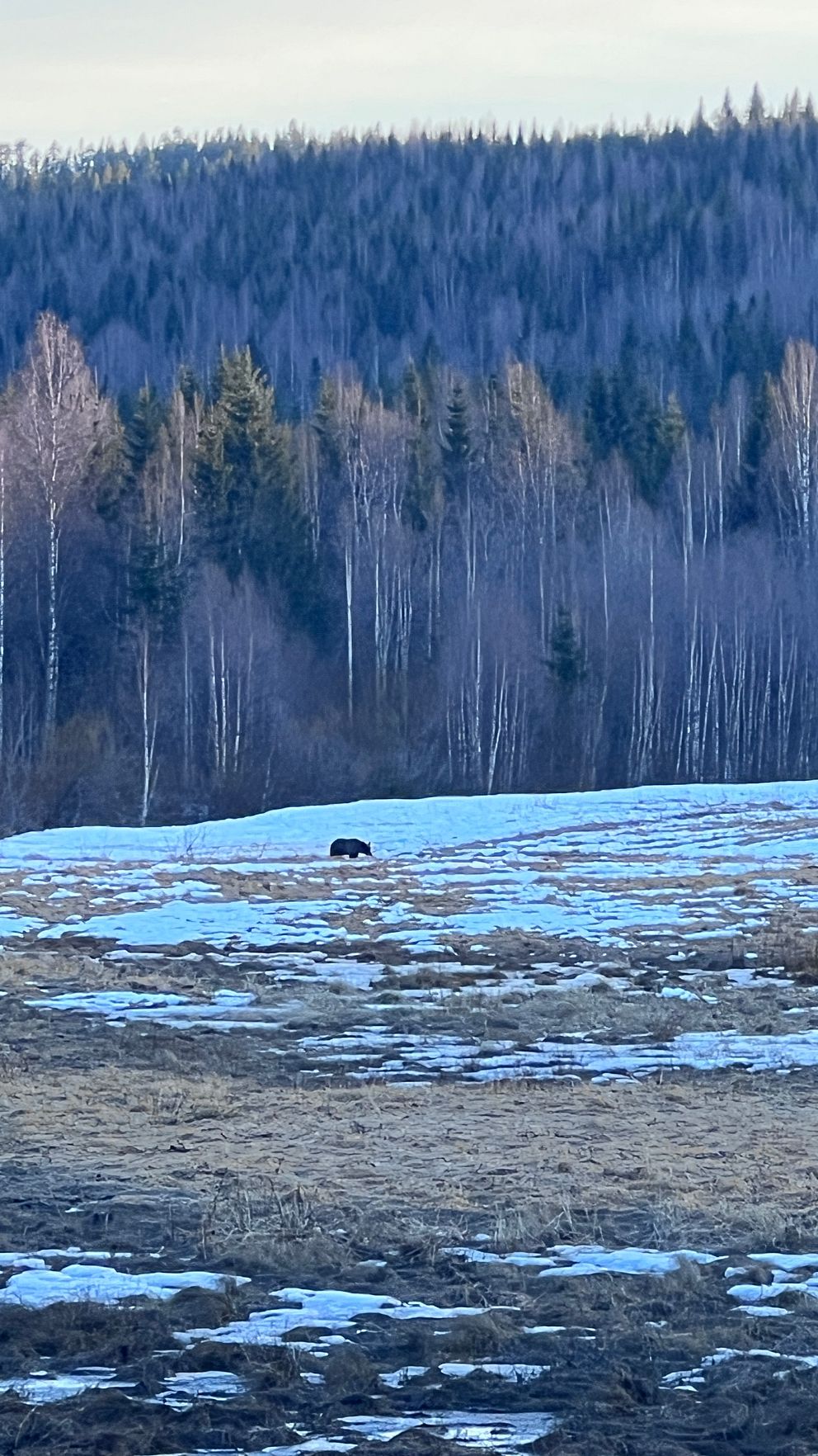 Björn på en åker i Strand i Vännäs den fjortonde april 2025