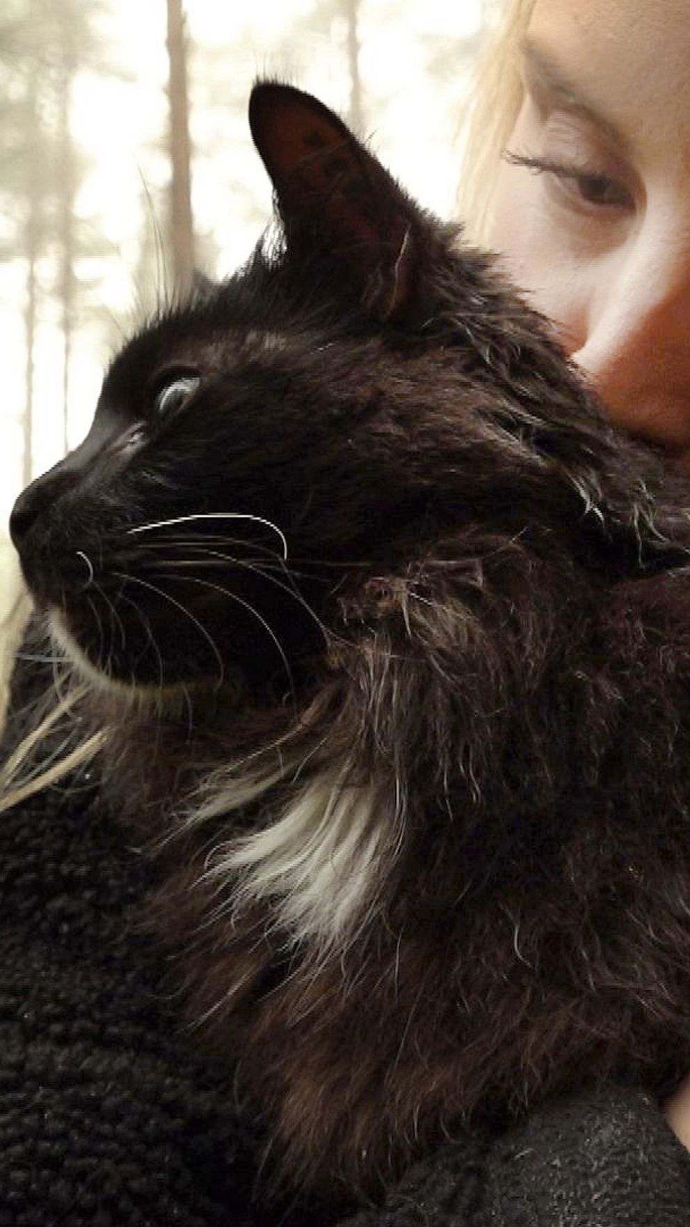 En ung kvinna håller en gul kantarell i ena handen och har sin svarta katt Kicki, känd från tiktok som Kantarellkatten, sittande nära kroppen. Bakgrunden består av en grönskande skog med dimma som skapar en mystisk atmosfär.