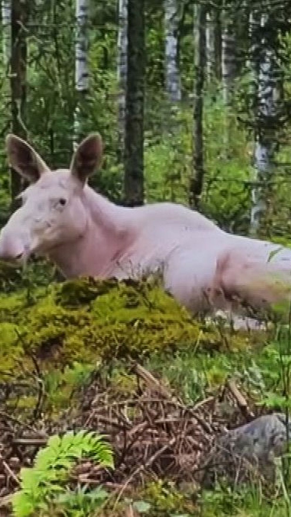 En vit älg ligger ned på en grönskande skogsmark omgiven av träd och buskar. Marken är täckt av mossa och några stenar syns i bakgrunden.