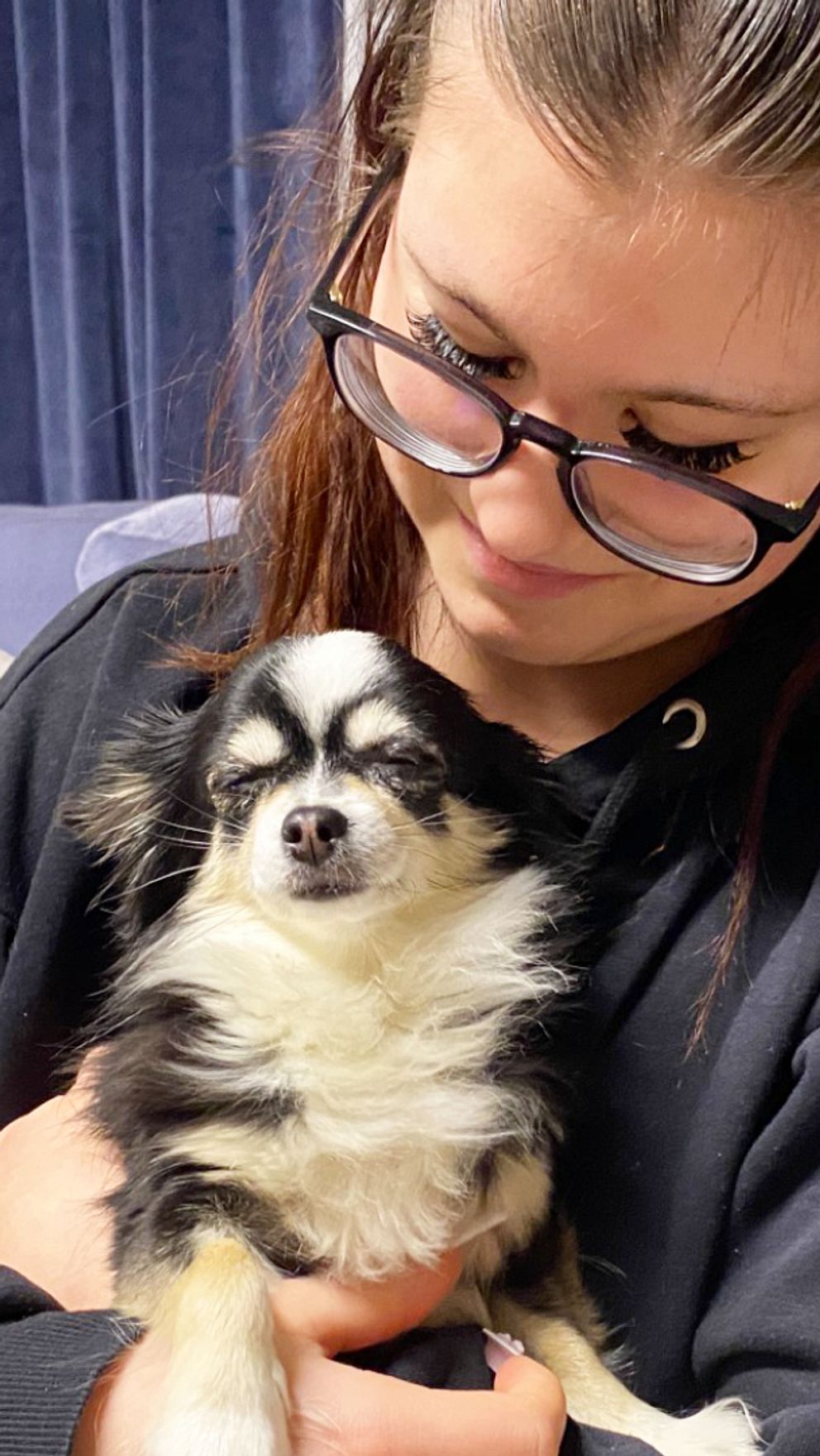En person sitter på en soffa och håller en chihuahua i famnen. Valpen har svart och vit päls och ser avslappnad ut. Bakgrunden visar en inredning som inkluderar en mörkblå vägg och en ljus gardin.