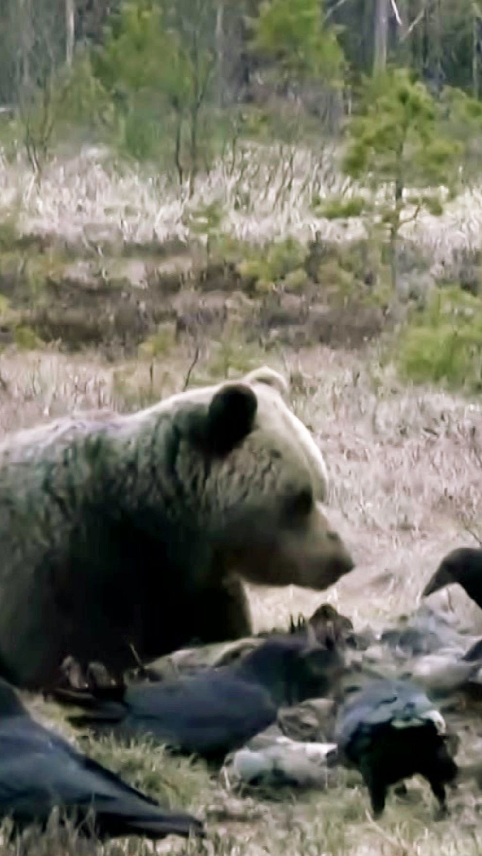 En björn ligger på marken i skogen, omgiven av flera korpar som söker mat.