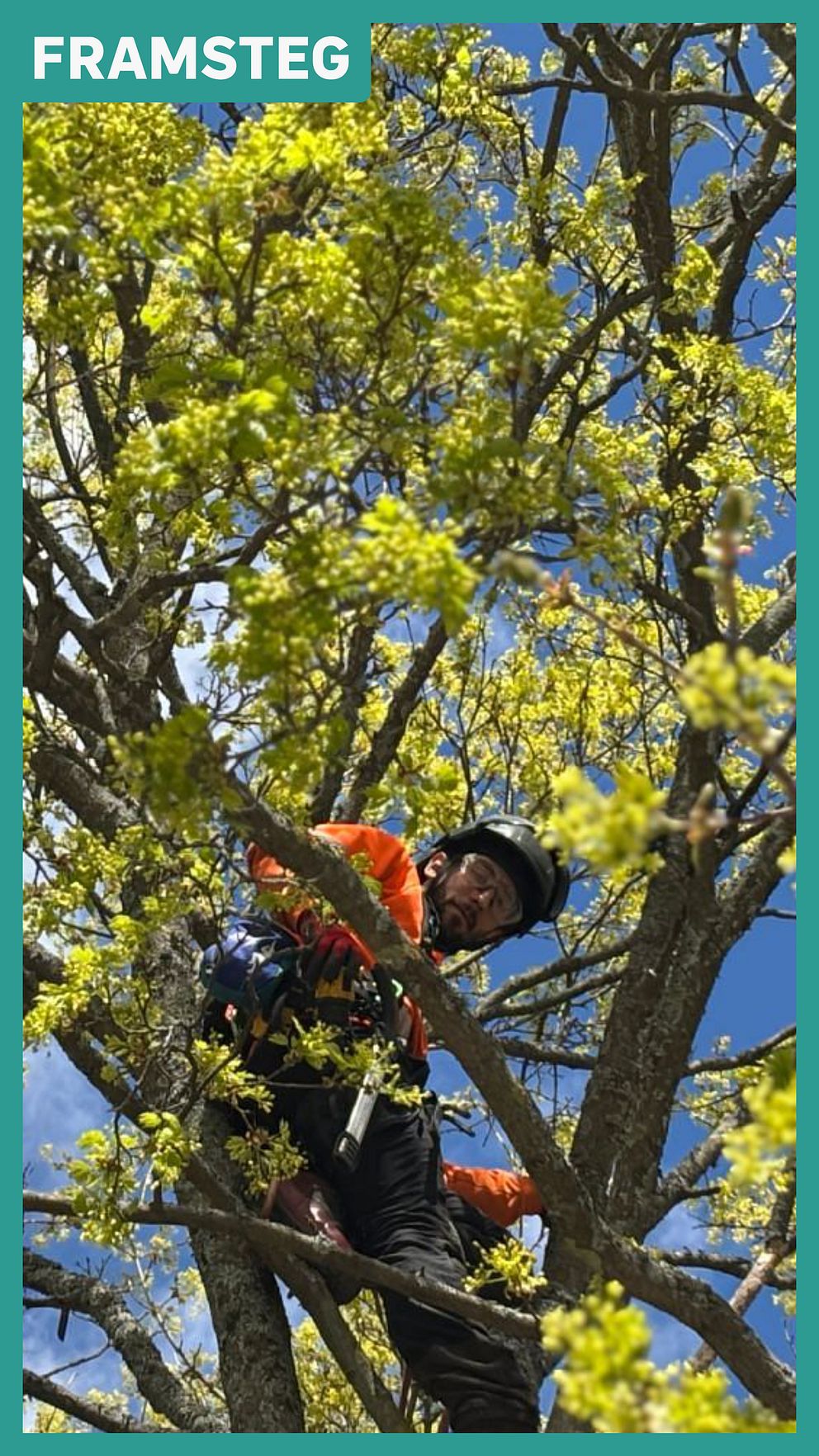 Man med hjälm och orange jacka arbetar högt uppe i ett blommande träd mot blå himmel.