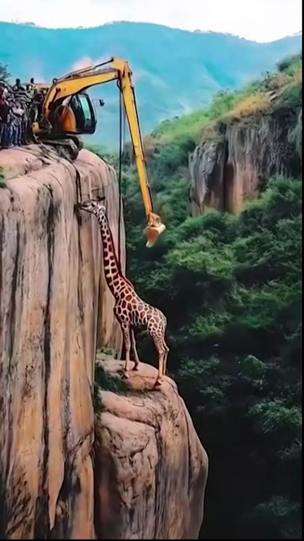 En giraff sträcker sig uppåt mot en grävmaskin som står på en klippa. Maskinens arm sträcker sig ner mot giraffen. Människor står vid grävmaskinen och tittar på.