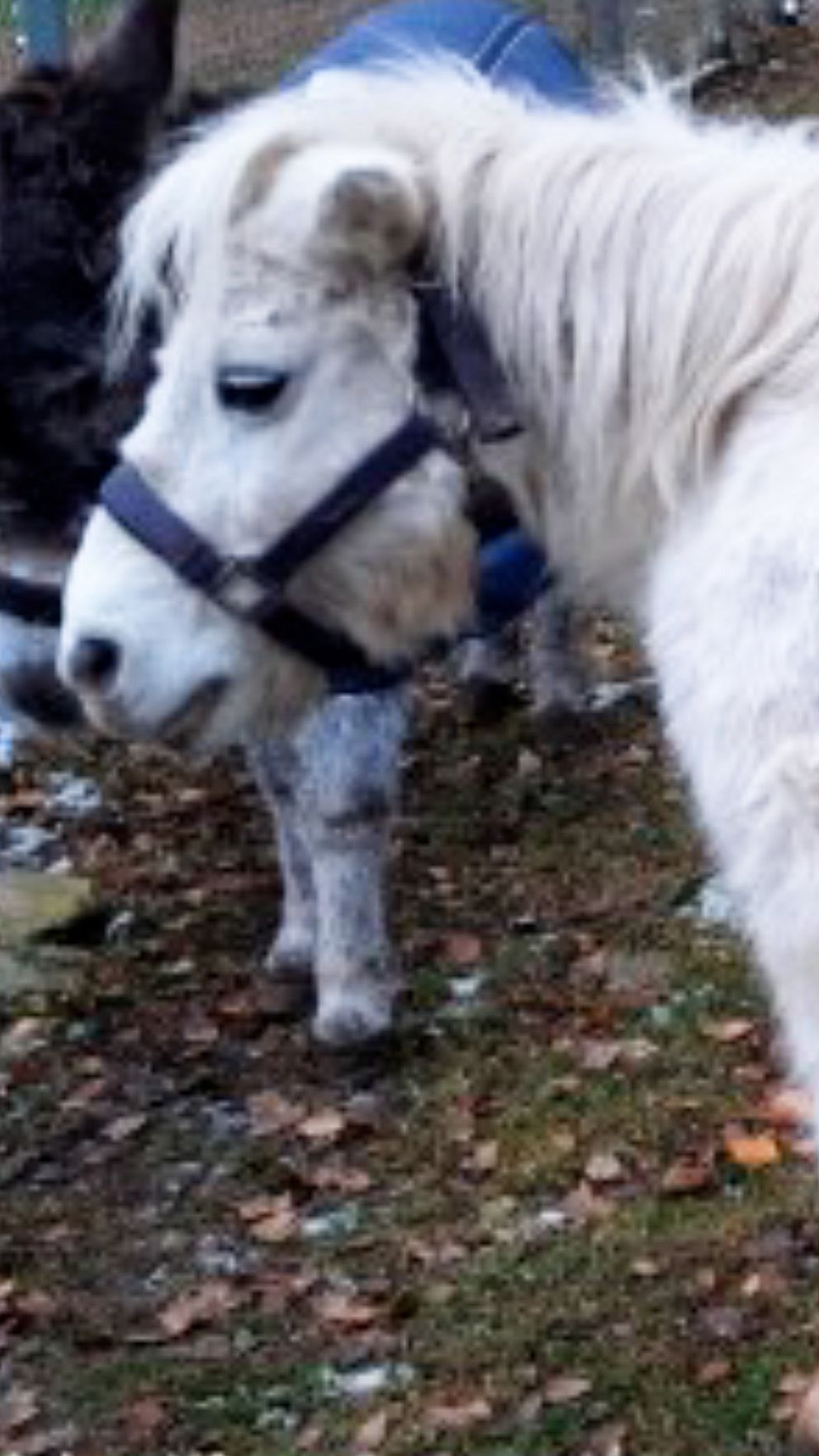 En vit ponny med ett huvud och framkropp i fokus, bär en sele. I bakgrunden syns en annan mörkare ponny delvis skymd, samt mark täckt med löv. Det är Ponnyn Pärlan vid en inspektion vid Åmåls djurpark.