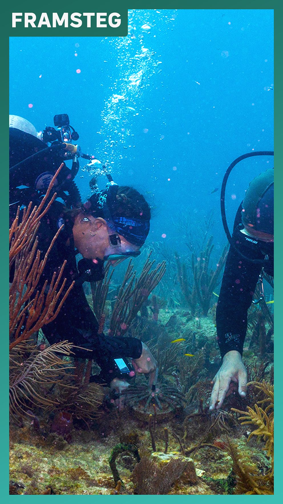 Dykare planterar ut unga koraller på ett rev i Miami under ett forskningsprojekt.
