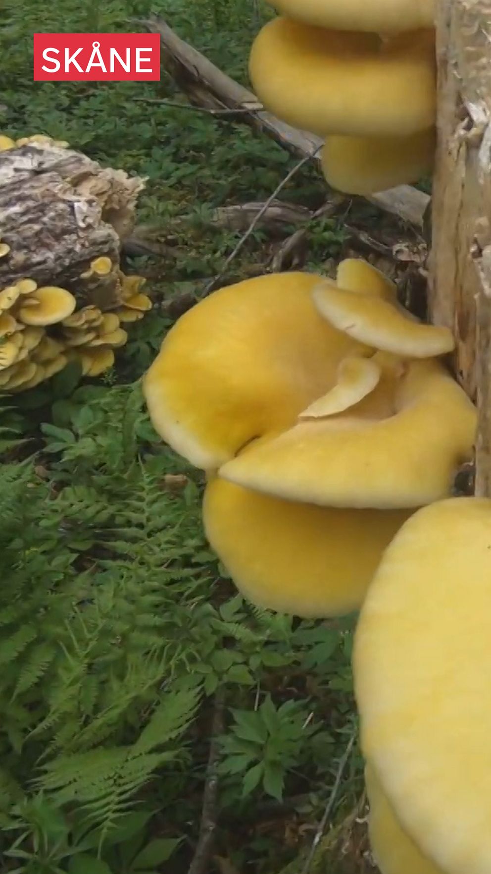 Gula svampar växer på en trästock i en skog.
