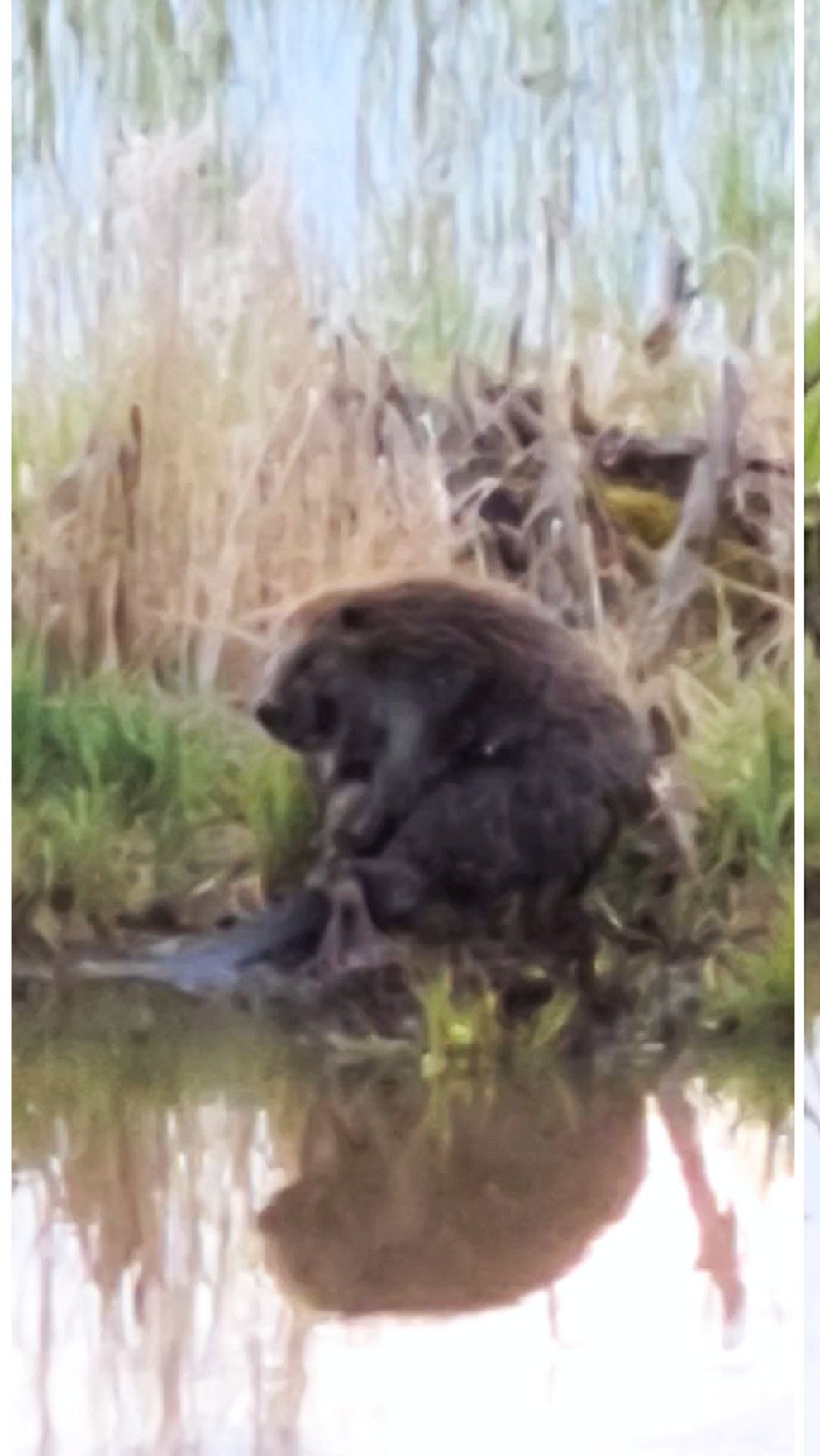 Bilder på en bäver som badar i Svartån och klappar sig på magen