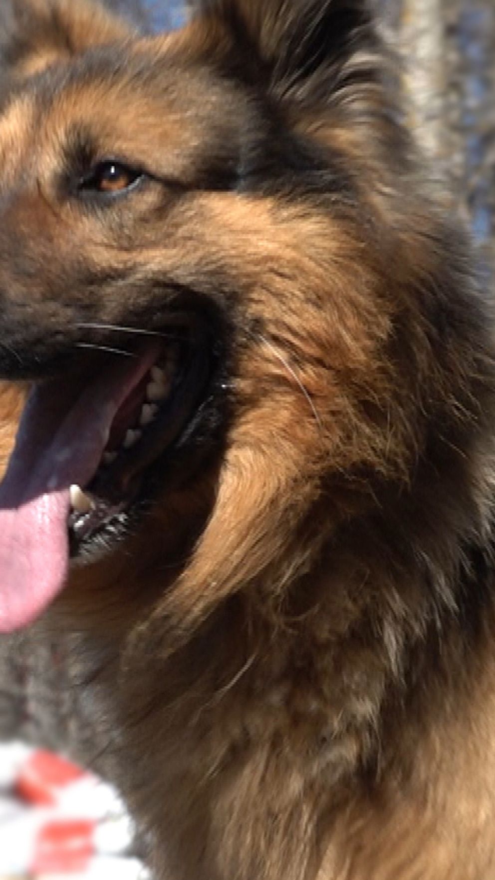 närbild på en långhårig schäferhund, och text med hundens namn och tjänst: Ärras, kriminalsökhund