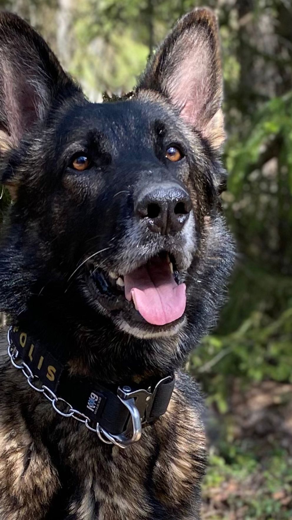 närbild på en schäferhund i skogen, och text med hundens namn och tjänst: Modig, patrullhund