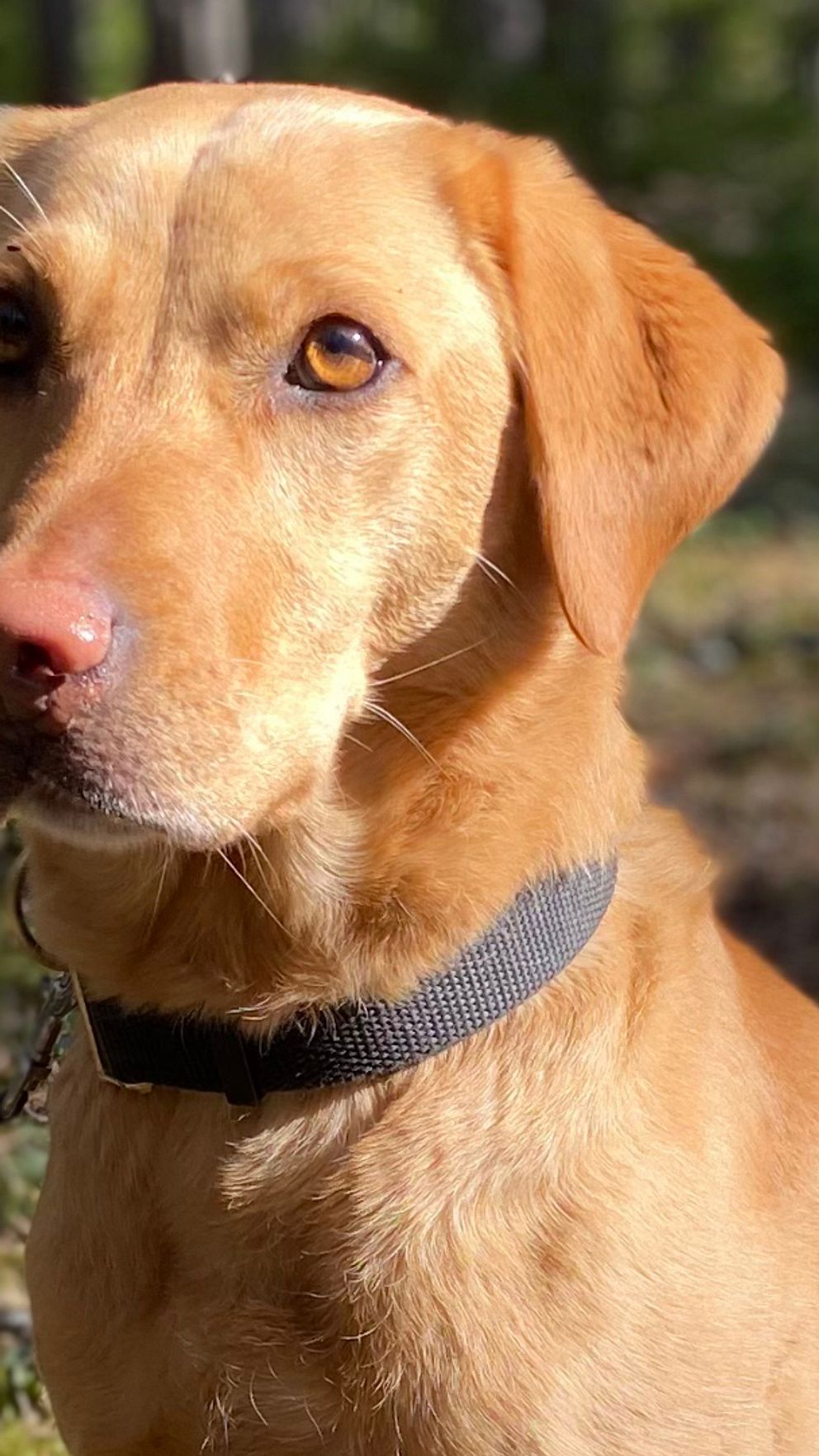 närbild på Blenda, en beige labrador-liknande hund i skogen, och text med hundens namn och tjänst: Blenda, BPU-hund