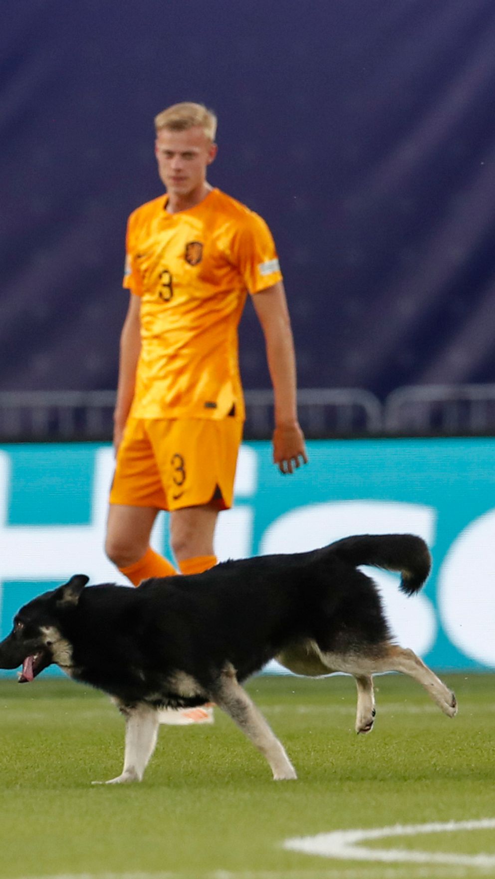 När hunden sprang in på planen blev den jagad av en säkerhetsvakt.